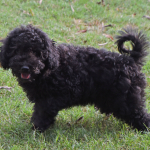 Goldendoodle Puppy Glee