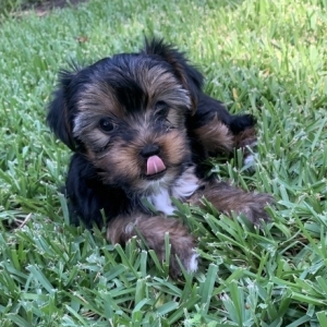 Yorkshire Terrier Puppy Jax