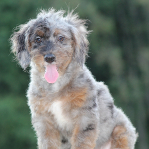 Bernedoodle Puppy Amber