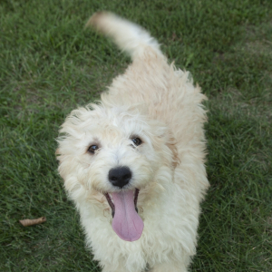 Goldendoodle Puppy Finn