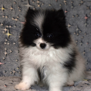 Pomeranian Puppy Flash