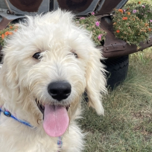 Goldendoodle Puppy Haynes