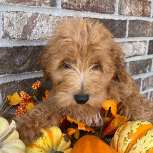 Goldendoodle Puppy Finnigan