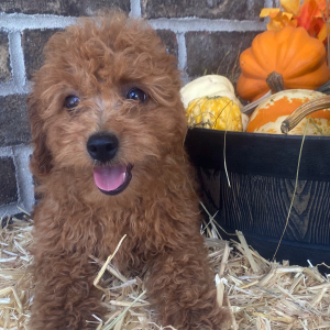 Goldendoodle Puppy Mara