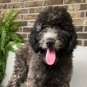 Poodle Puppy Wren