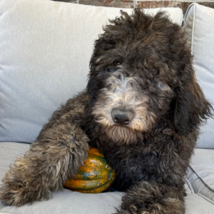 Poodle Puppy Wren