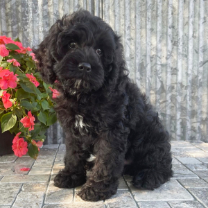 Cockapoo Puppy Vito