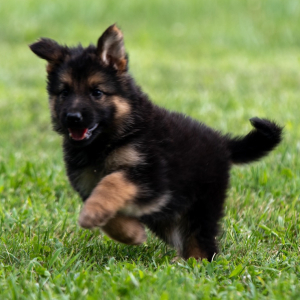 German Shepherd Dog Puppy Cisco
