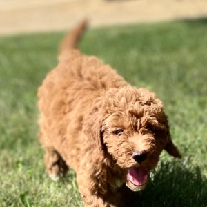 Goldendoodle Puppy Precious