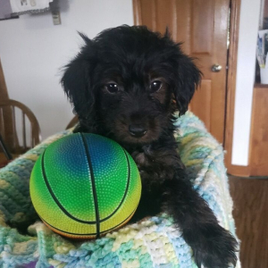 Yorkiepoo Puppy Timmy