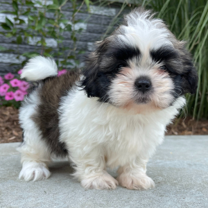 Shih Tzu Puppy Lily