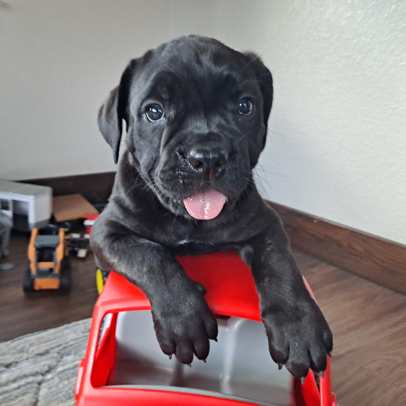 Ariah Cane Corso Puppy 682914 PuppySpot
