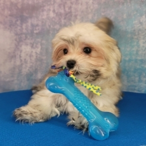 Havanese Puppy Alan