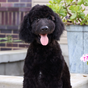 Goldendoodle Puppy Oliver