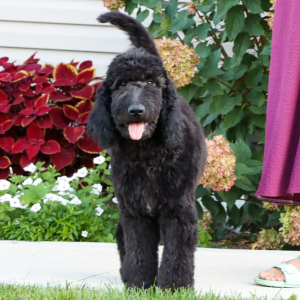 Goldendoodle Puppy Oliver