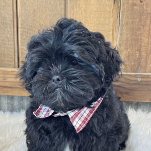 Shihpoo Puppy Nathan