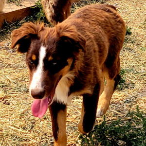 Australian Shepherd Puppy Pickles