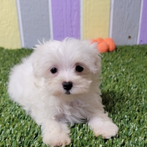 Maltese Puppy Jewel