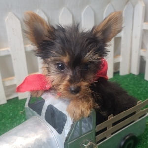 Yorkshire Terrier Puppy Crew
