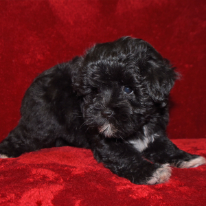 Miniature Schnauzer Puppy Hannah