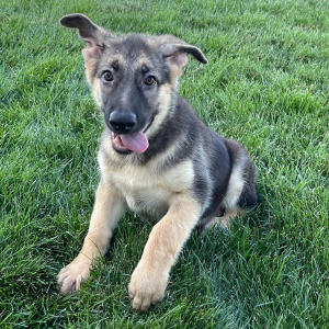 German Shepherd Dog Puppy Payton