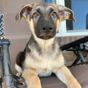 German Shepherd Dog Puppy Payton