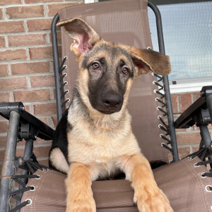 German Shepherd Dog Puppy Payton