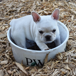 French Bulldog Puppy Amora