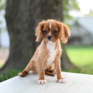 Cavalier King Charles Spaniel Puppy Briggs