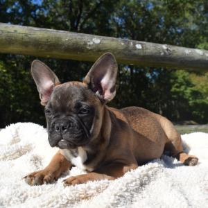 French Bulldog Puppy Konner
