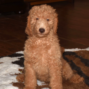 Goldendoodle Puppy Farrah