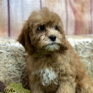 Goldendoodle Puppy Ava