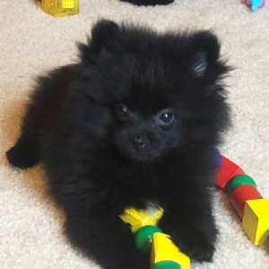 Pomeranian Puppy Nevea