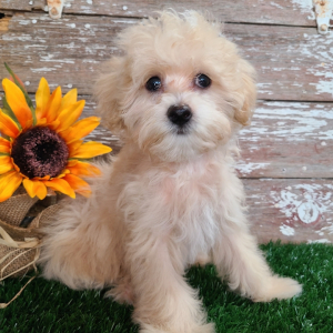 Maltipoo Puppy Alistar