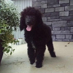 Poodle Puppy Reggie