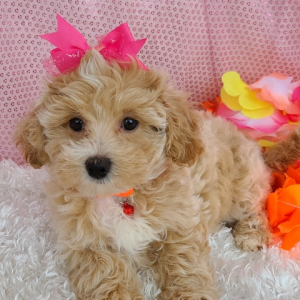 Maltipoo Puppy Maizie