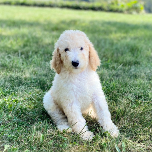 Poodle Puppy Elio