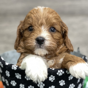 Cavapoo Puppy Dane