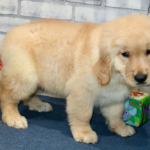 Golden Retriever Puppy Dante