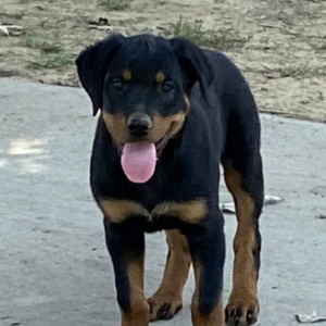 Rottweiler Puppy Cassie