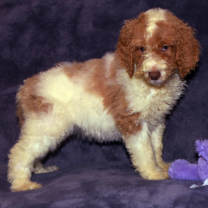 Goldendoodle Puppy Gala