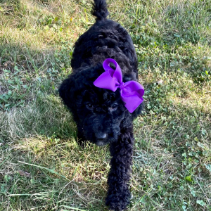 Springerdoodle Puppy Priyanka