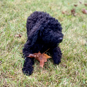 Springerdoodle Puppy Priyanka
