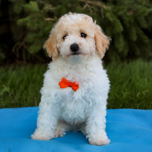 Poodle Puppy Carter