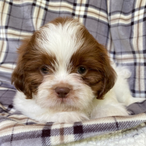 Shih Tzu Puppy Simon