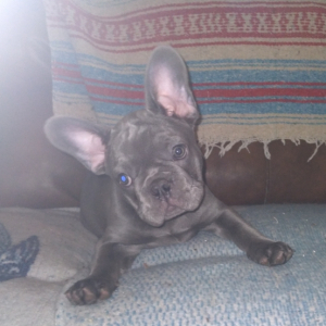French Bulldog Puppy Jax