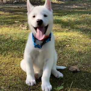Siberian Husky Puppy Frosty