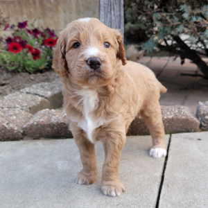 Goldendoodle Puppy Riggs