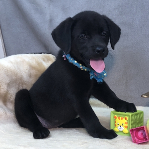 Labrador Retriever Puppy Zipper