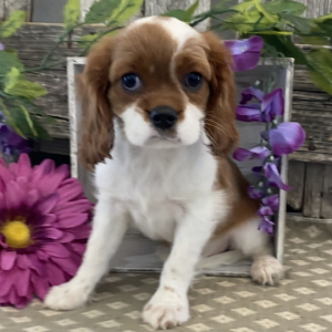 Cavalier King Charles Spaniel Puppy Tenille